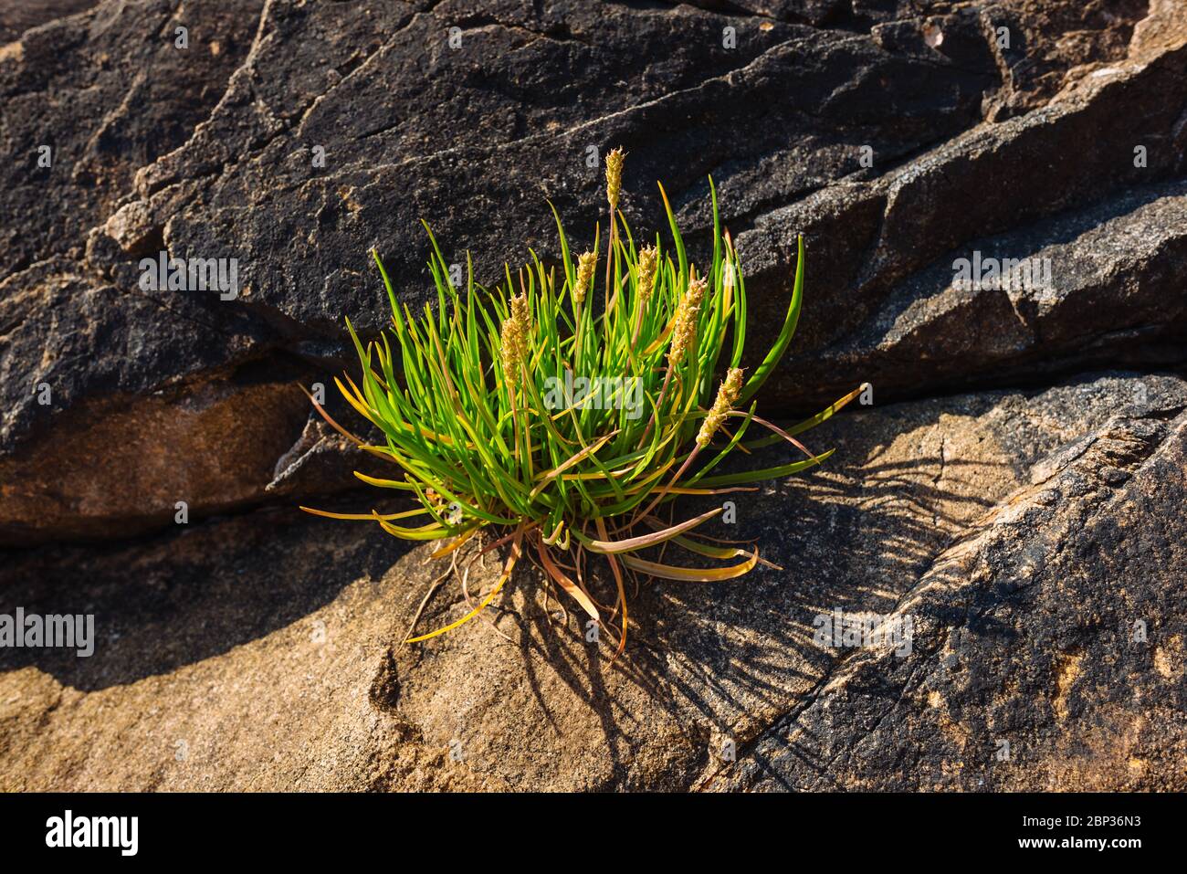 Sea plantain (Plantago maritima) growing on a rocky bluff near Rennell Sound, Haida Gwaii, British Columbia Stock Photo