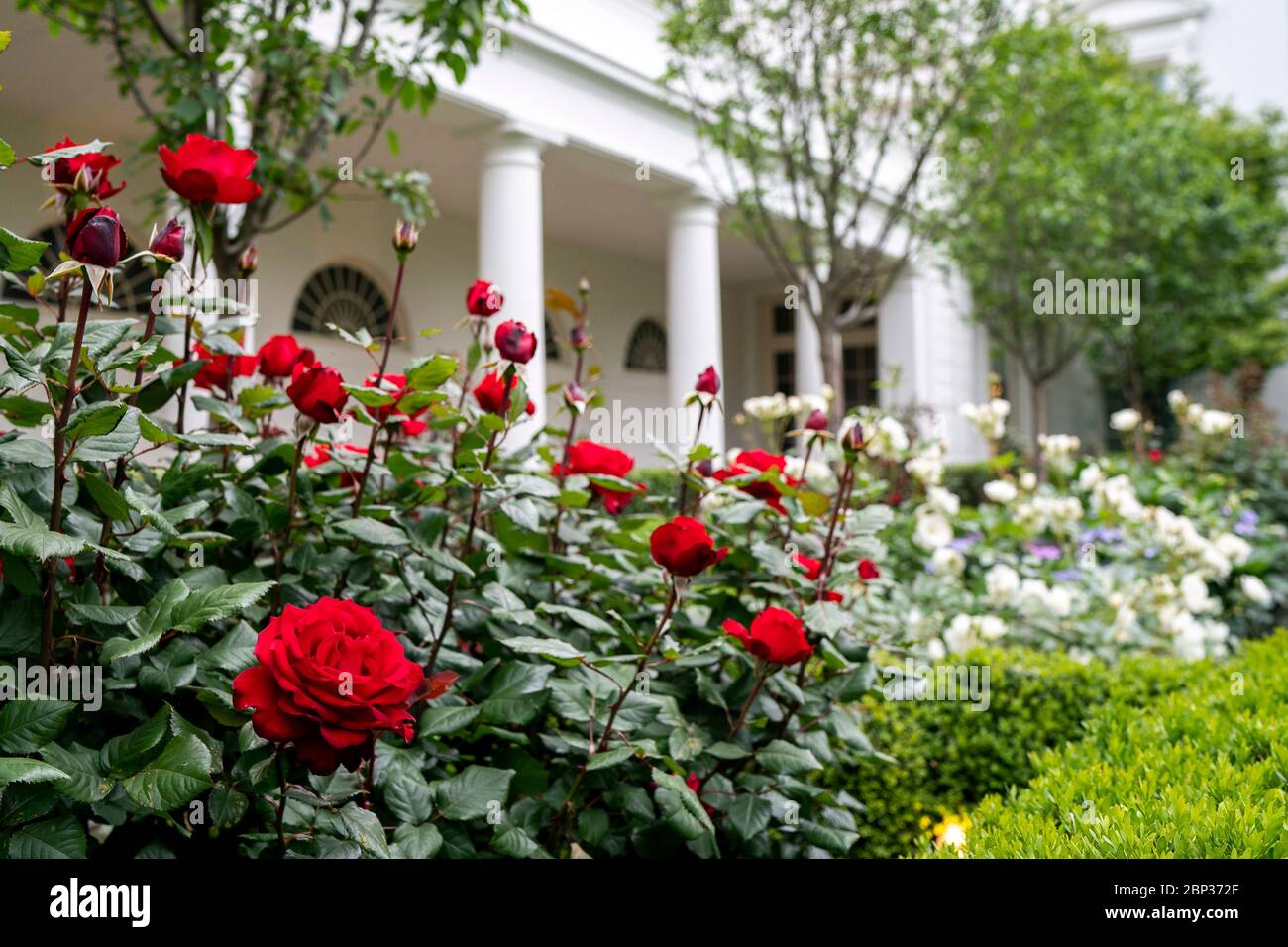 Red And White Roses In Full Bloom Along The Rose Garden Of The White House May 14 In Washington D C Stock Photo Alamy Red And White Roses In Full Bloom Along The Rose Garden Of The White House May 14 In Washington D C Stock Photo Alamy