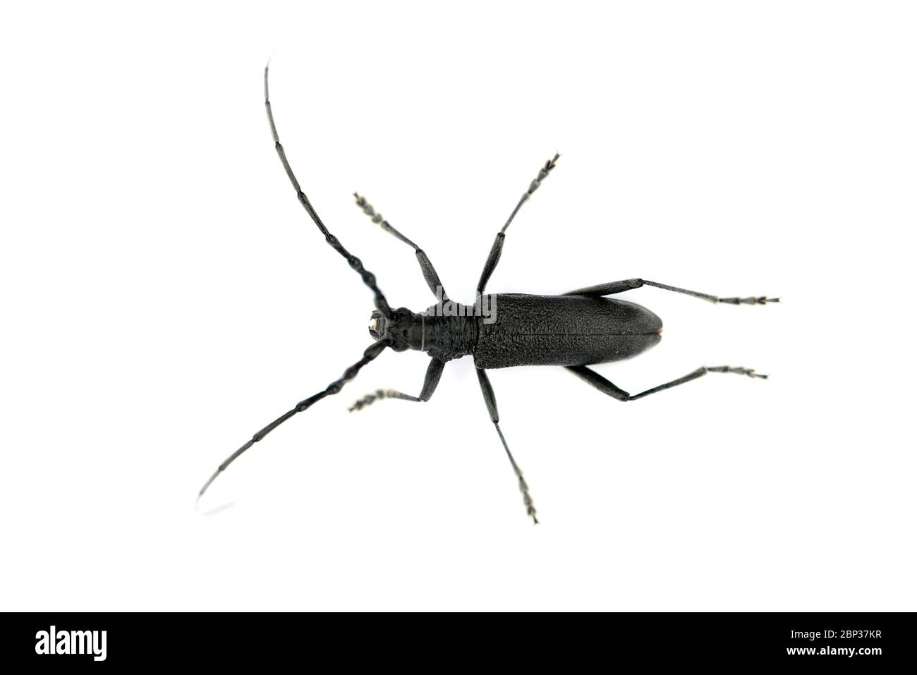 black longhorned beetle Stictoleptura canadensis insect over white