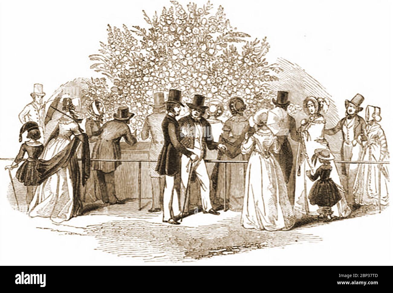 South London Flower Show 1842 held at the Surrey Zoological Gardens - Now Pasley Park  housing estate site (from an English  publication of the time). Royal Surrey Gardens was a pleasure gardens containing at separate times,  a music hall and a zoo. It was in the grounds of Surrey Manor House (Manor Place, close to Pasley Park).  The Surrey Zoological Gardens were opened in 1831 by Edward Cross who already had a menagerie on the Strand.  It also hosted flower shows & special fete days with historical re-enactments, including the Great Fire of London and the eruption of Mount Vesuvius. Stock Photo