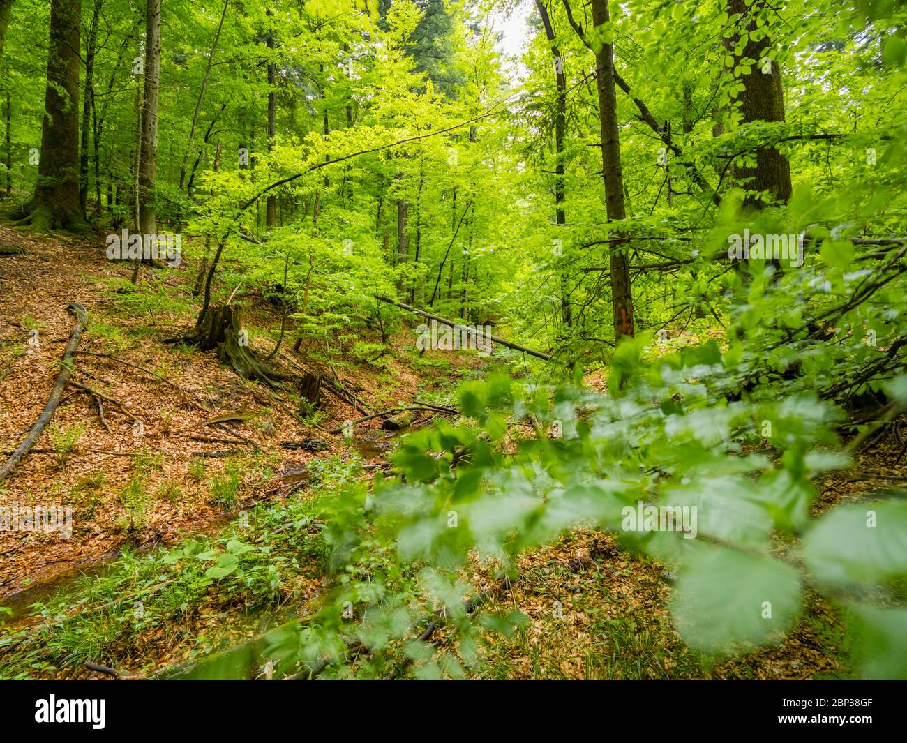 Stunning Spring Green nature color in forest windy movements movement moving leaves tree branches view through leaves Stock Photo
