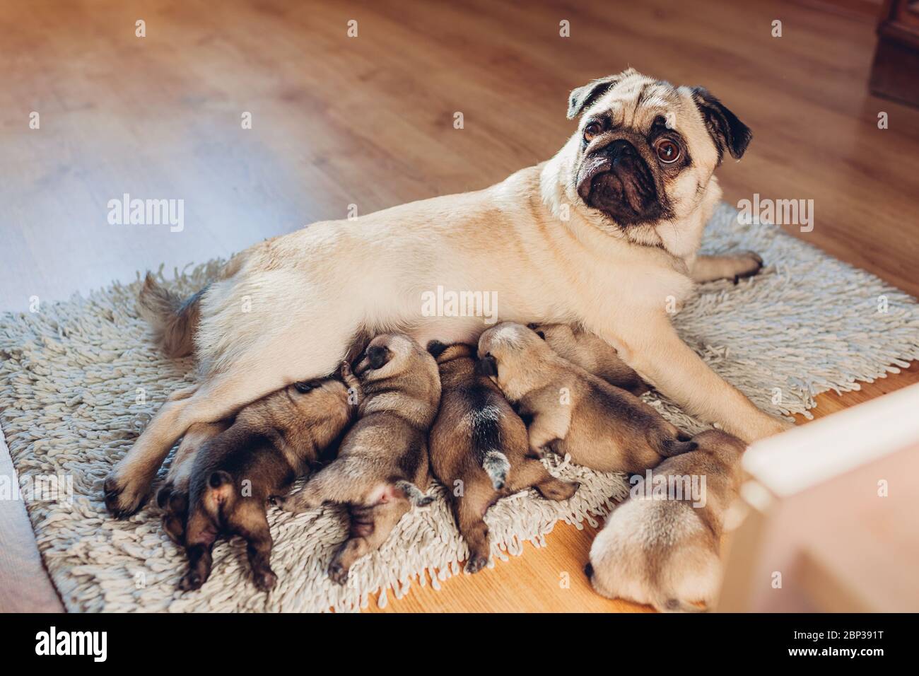 Pug dog mother feeding six puppies at home. Dog lying on carpet with kids.  Family time Stock Photo - Alamy