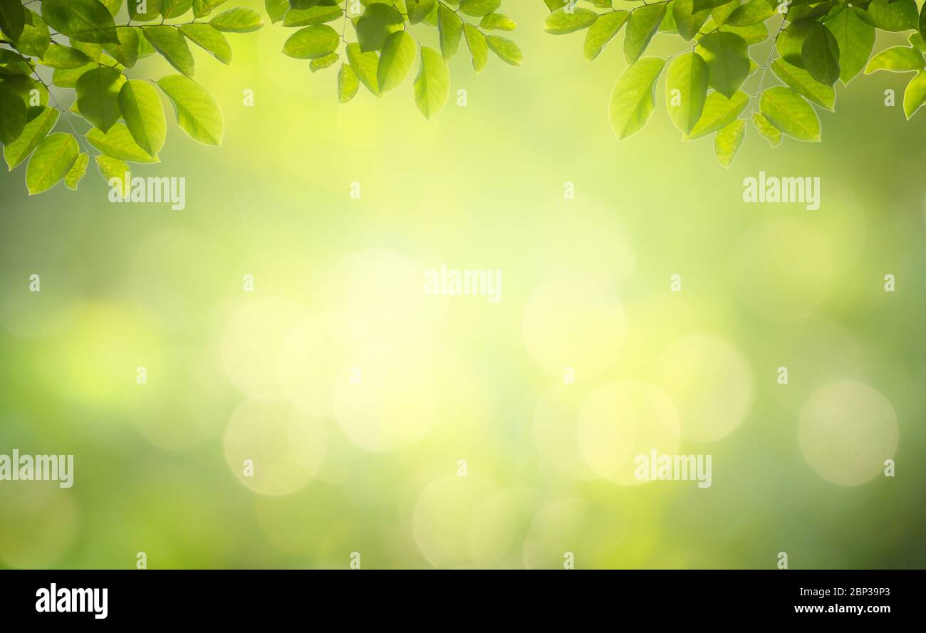 Leaf background bokeh blur green background Stock Photo
