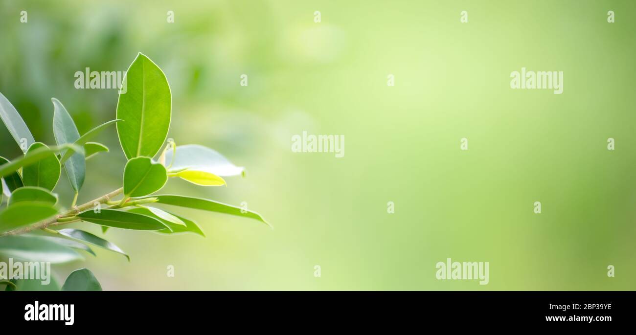 Leaf background bokeh blur green background Stock Photo
