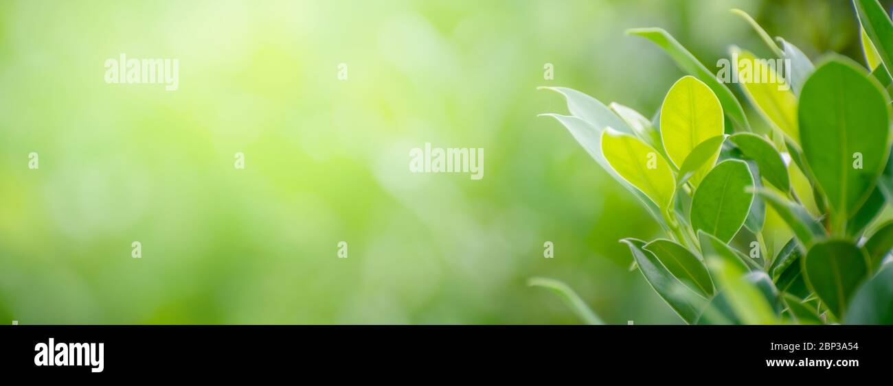 Leaf background bokeh blur green background Stock Photo