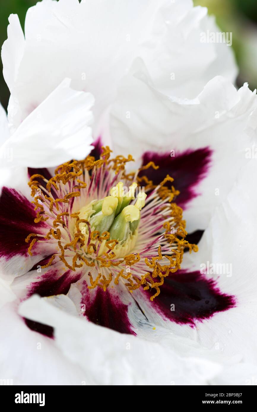 White tree peony flower blooming in a city park. Stock Photo