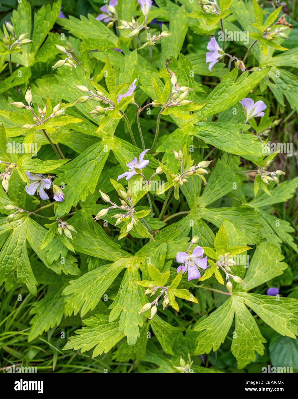 Detail of plants in a native prairie garden Stock Photo