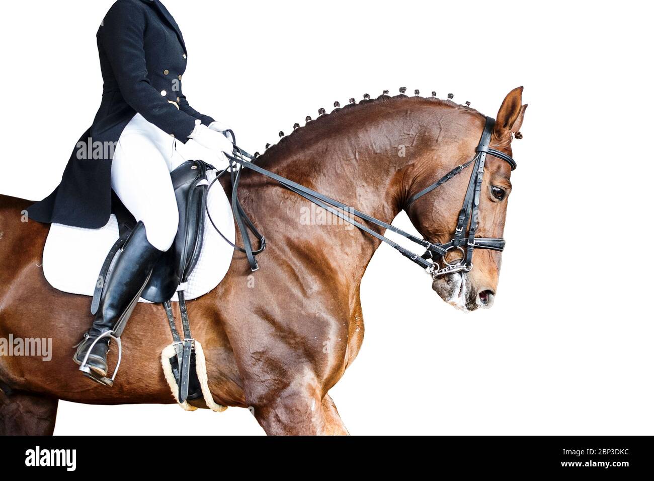 Equestrian sport portrait - dressage head of sorrel horse isolate on white background Stock Photo