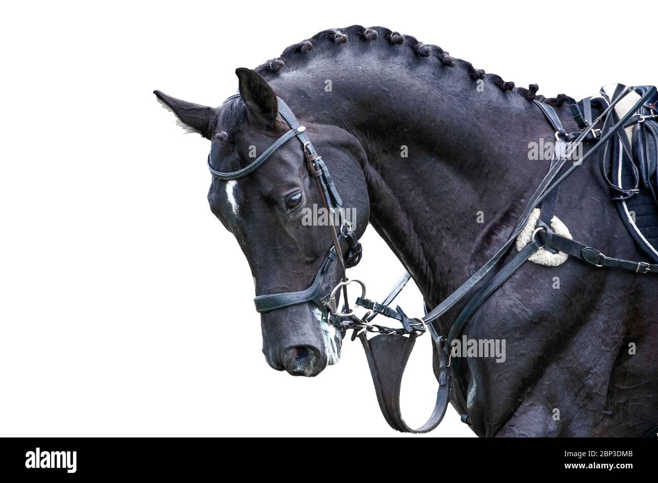 Equestrian sport portrait - cross-country head of sorrel horse isolate on white background Stock Photo