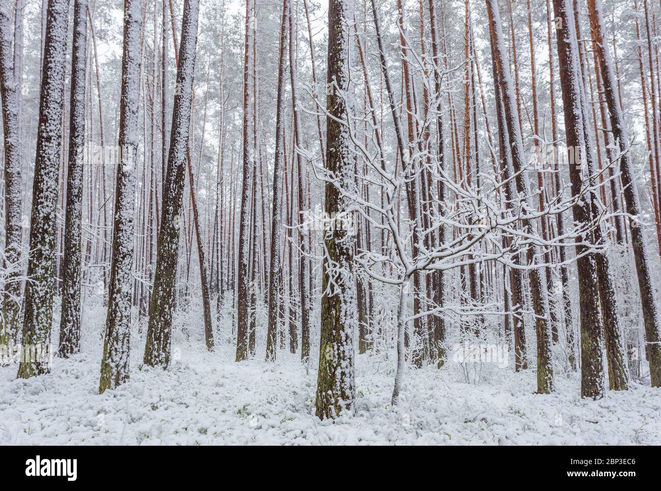 Late spring snow in the forest, unusual phenomena Stock Photo - Alamy