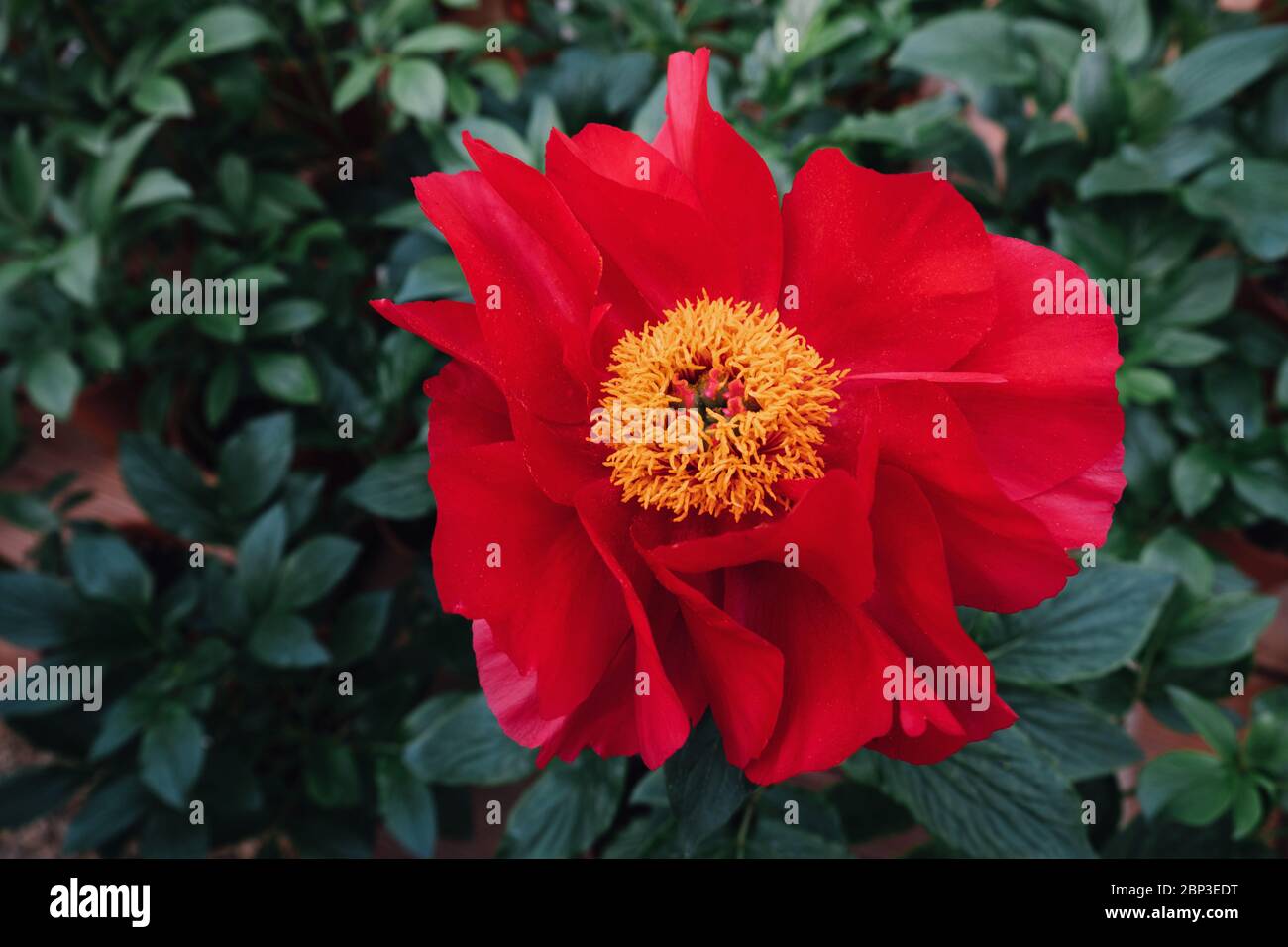 Beautiful fresh scarlet red peony flower in full bloom in the garden. Stock Photo