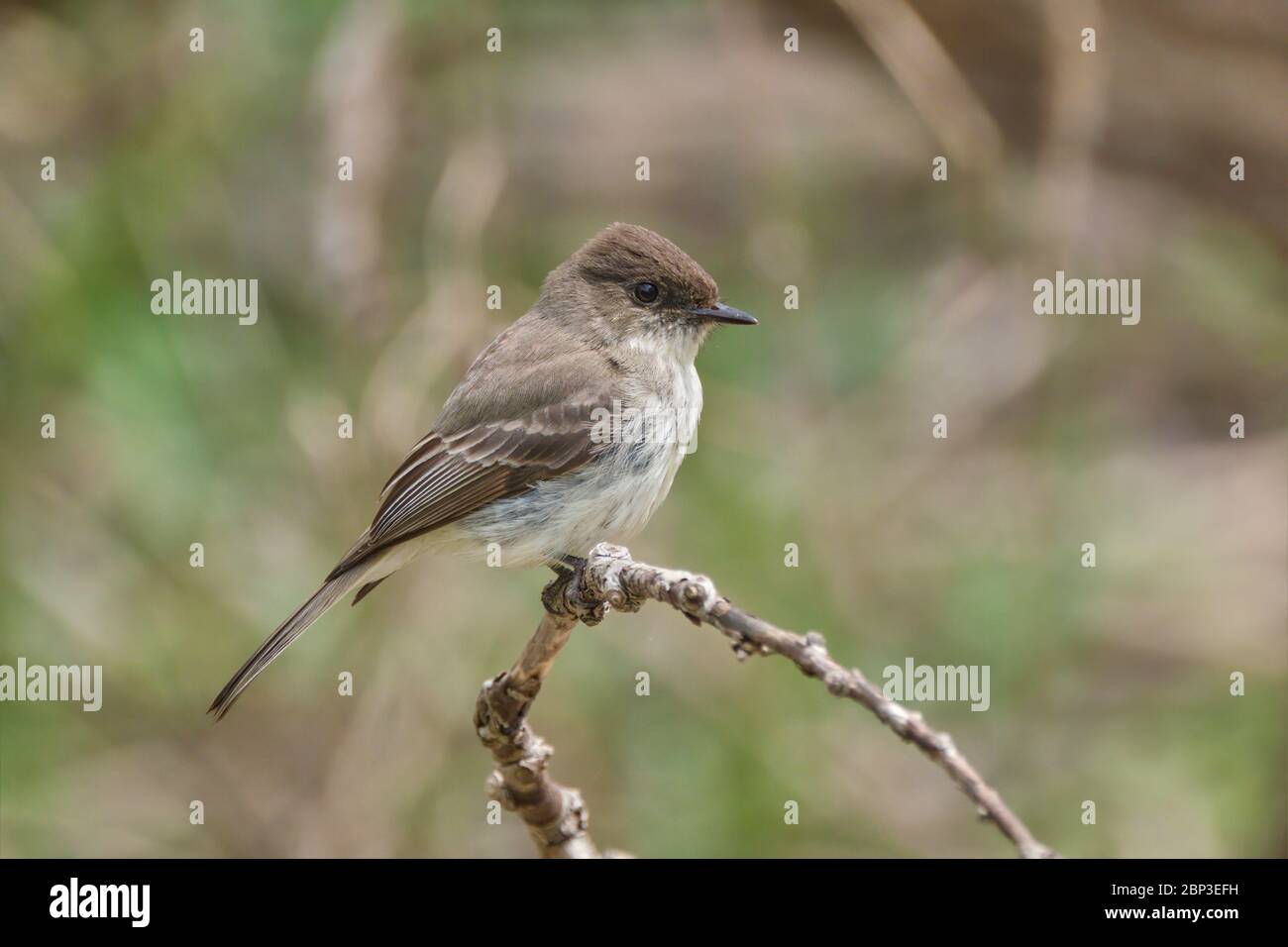 and Eastern Phoebe, Sayornis phoebe, perches on a branch in a wooded area in Orillia Ontario Canada. Stock Photo
