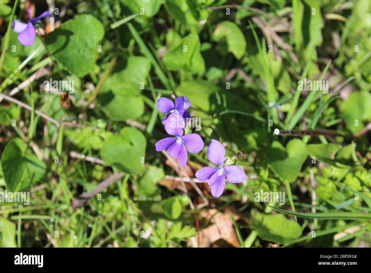 Common blue violet, Illinois state flower, on a sunny day at Miami Woods in Morton Grove, Illinois Stock Photo