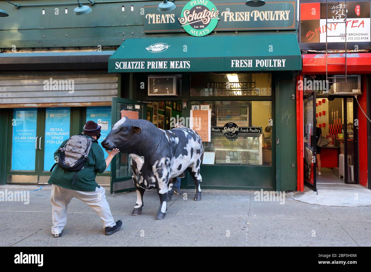 A person wrangles a prop steer back into Schatzie Prime Meats, 2665 Broadway in the Upper West Side of Manhattan, New York. Stock Photo