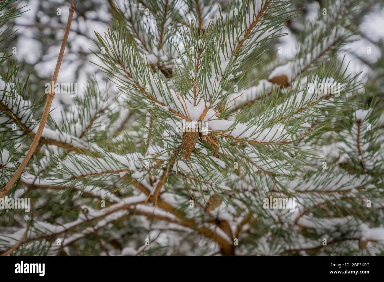 Fir branch with pine cones covered with snow Stock Photo - Alamy