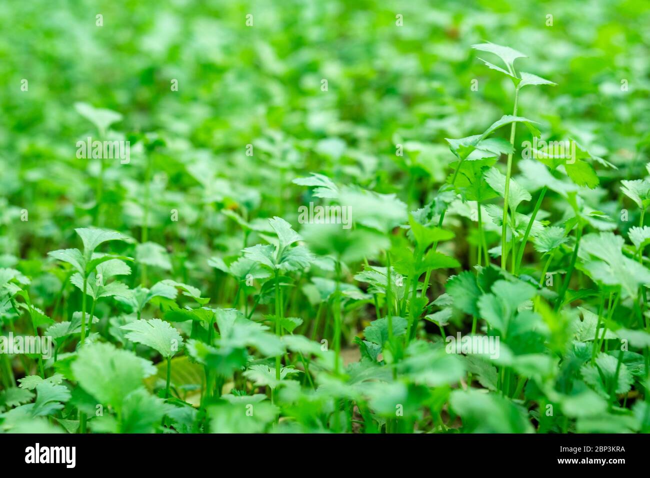 Fresh leaves of young coriander, fresh vegetables Stock Photo Alamy