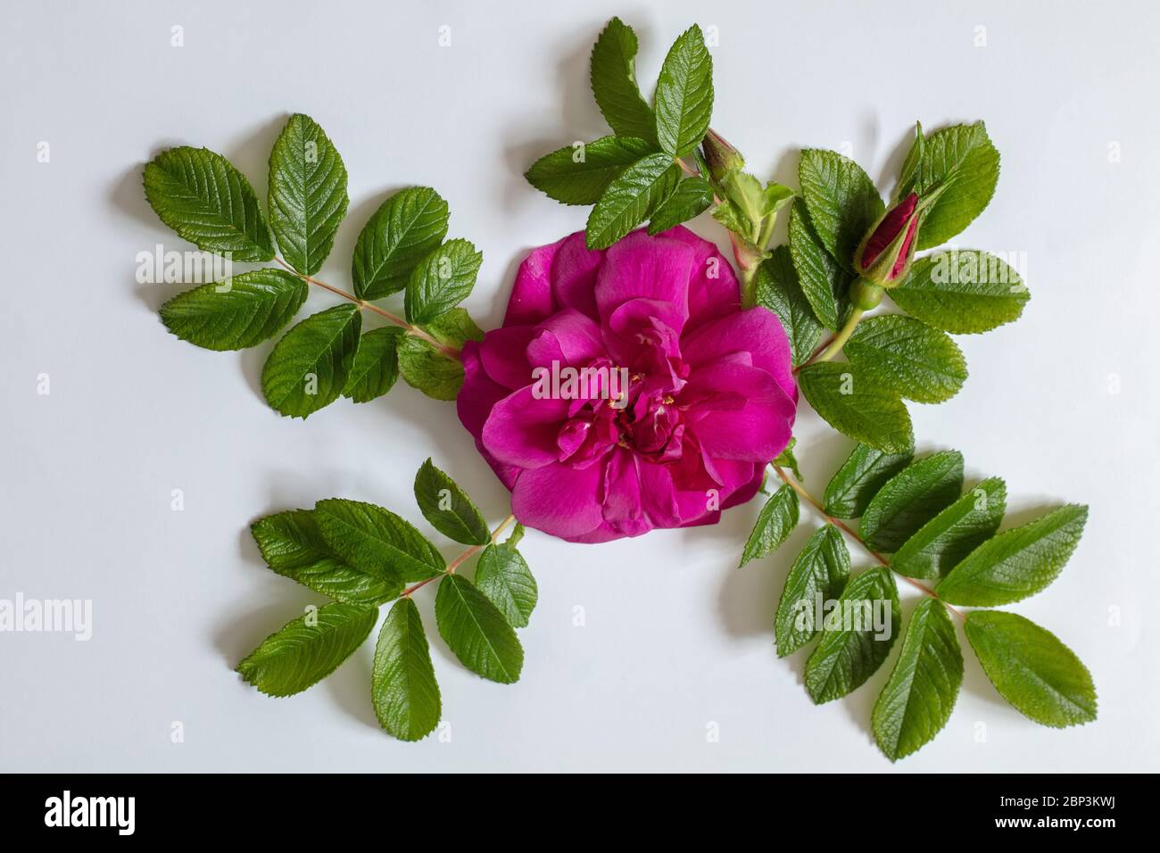 Full bloom of Rosa rugosa Roseraie de l'Hay Stock Photo Alamy