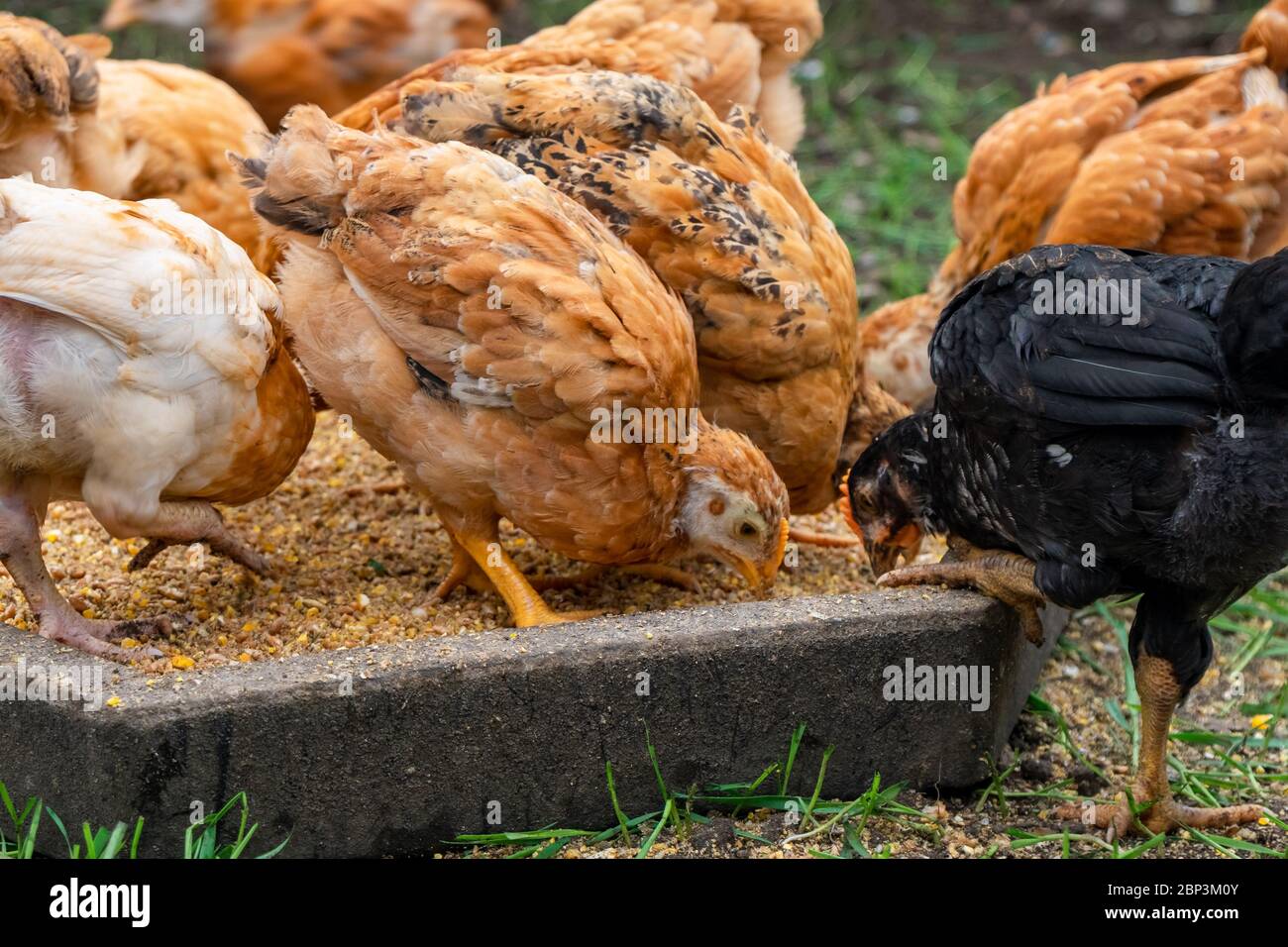 Many domestic chickens eat food, Chicken Flock Stock Photo Alamy
