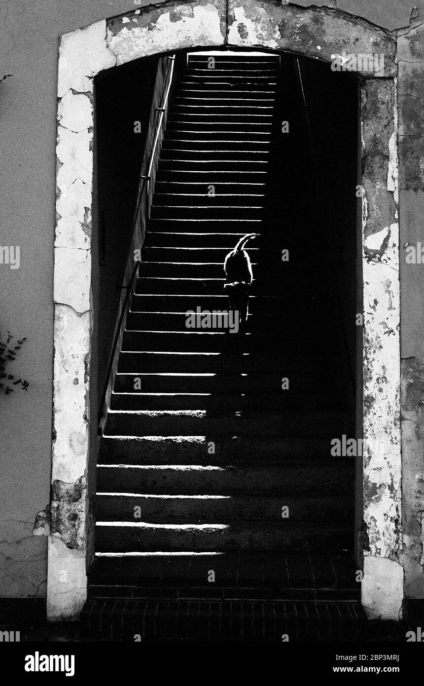 An analogue photograph of a dog trotting down the stairs. The photograph unveils a beautiful play of lines, shadows and light. Stock Photo