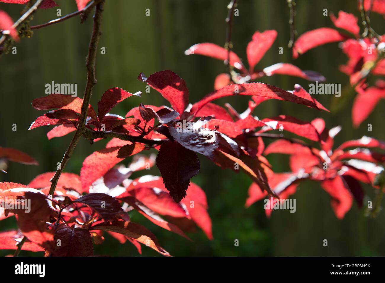 leaves of the flowering cherry tree in an Oxford Garden Stock Photo