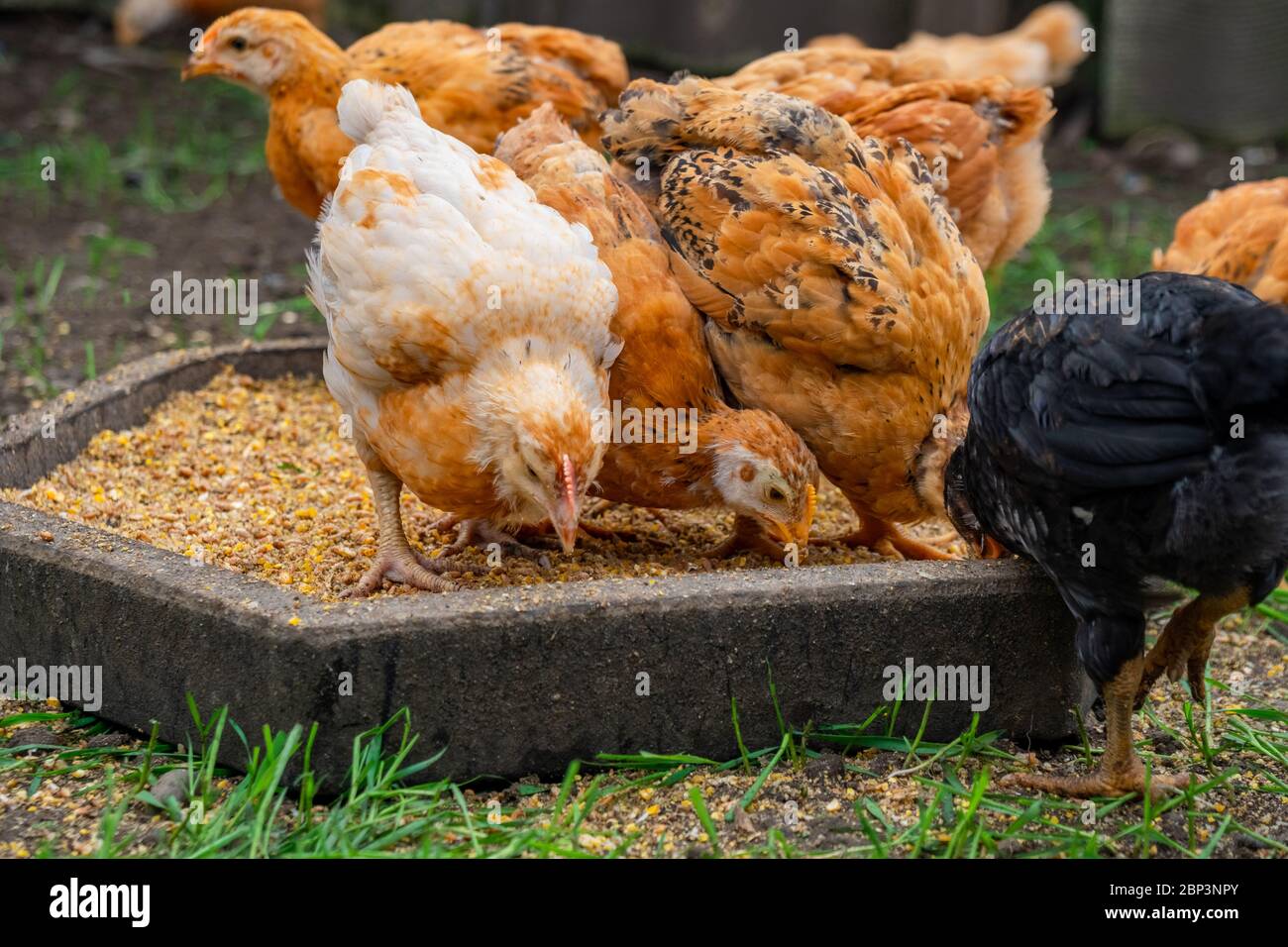 Many domestic chickens eat food, Chicken Flock Stock Photo Alamy