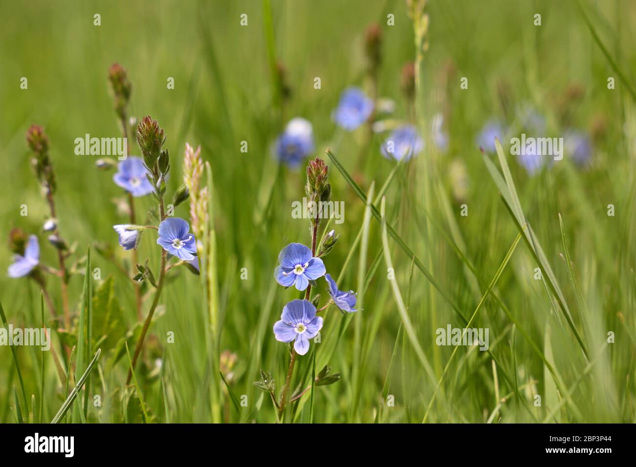 Blue flowers of Veronica chamaedrys in green grass, floral background. Forest glade in spring, beauty of nature Stock Photo