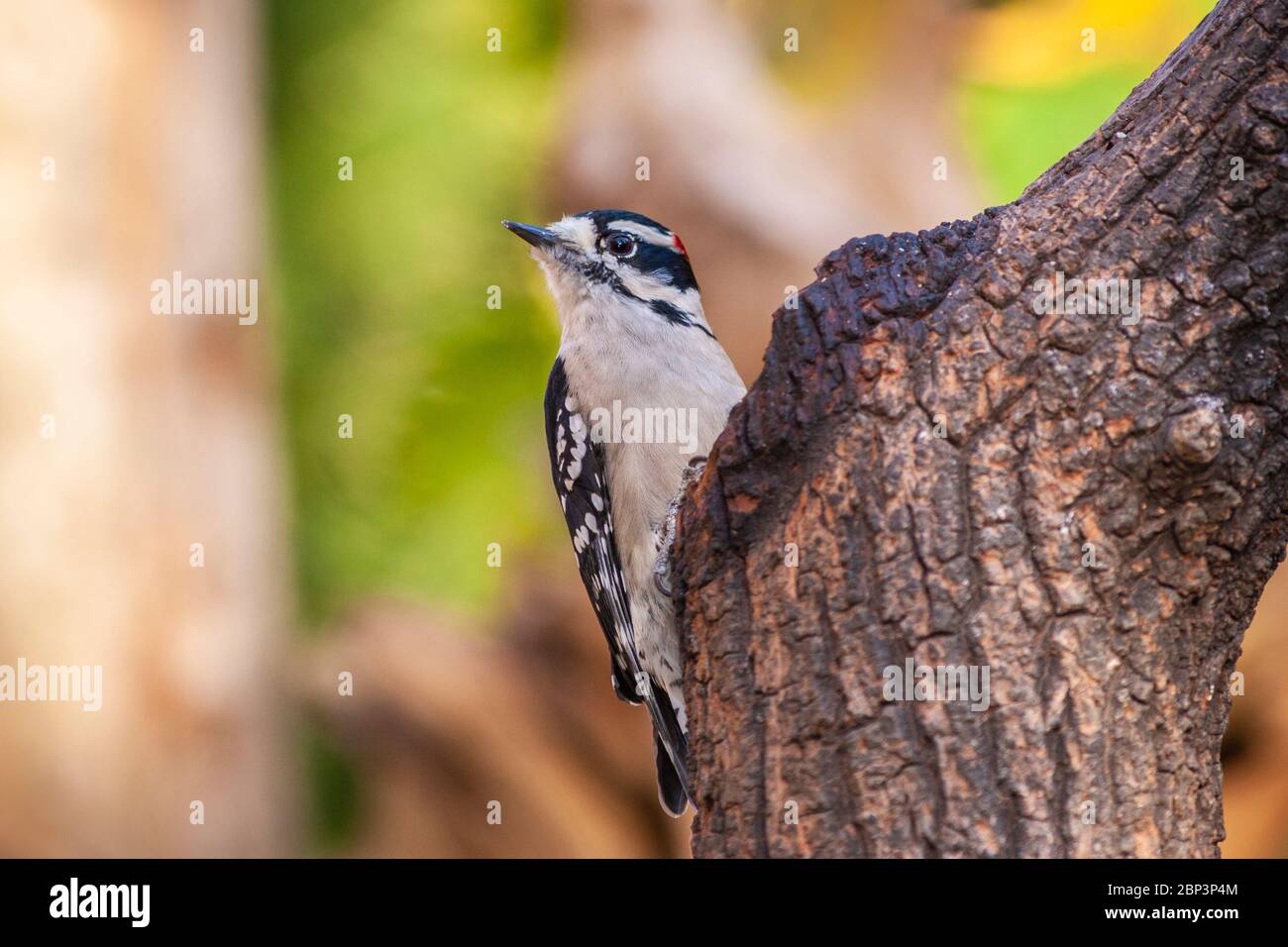 Downy Woodpecker, Picoides pubescens, in North Carolina in November
