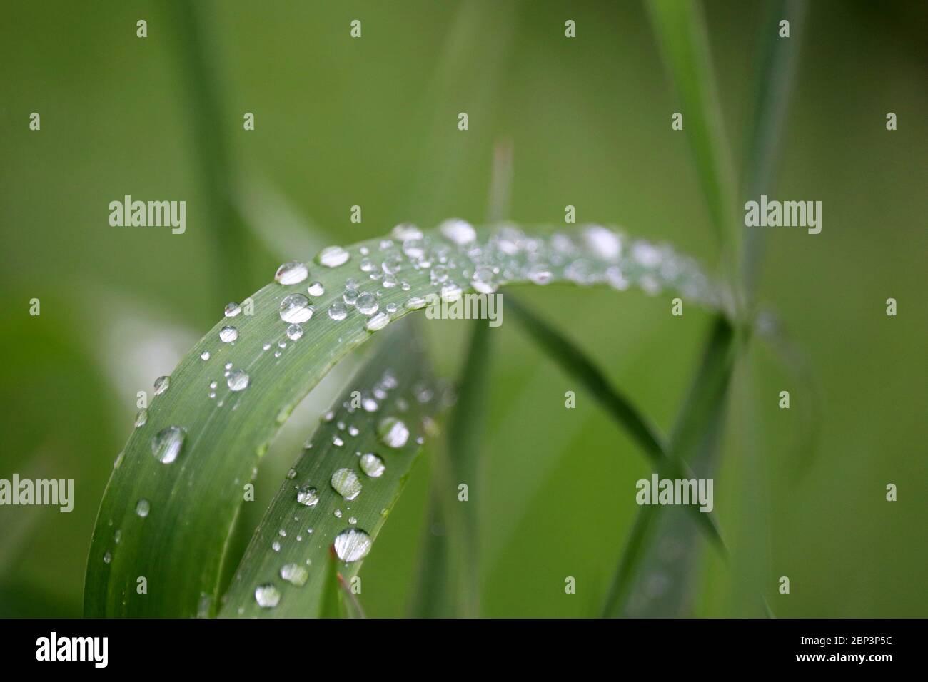 Dew on a blade of green grass, macro shot. Water drops glittering on a meadow, freshness concept, nature background Stock Photo