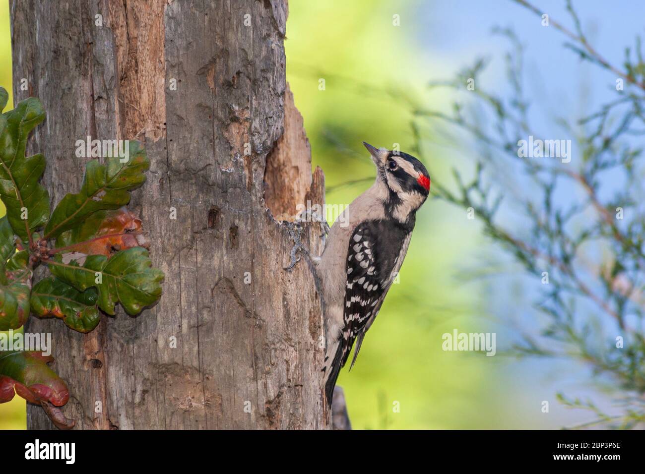 Downy Woodpecker, Picoides pubescens, in North Carolina in November