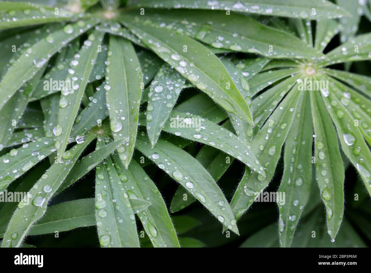 Dew on a green leaves of Lupine. Water drops on a grass, freshness concept, nature background Stock Photo