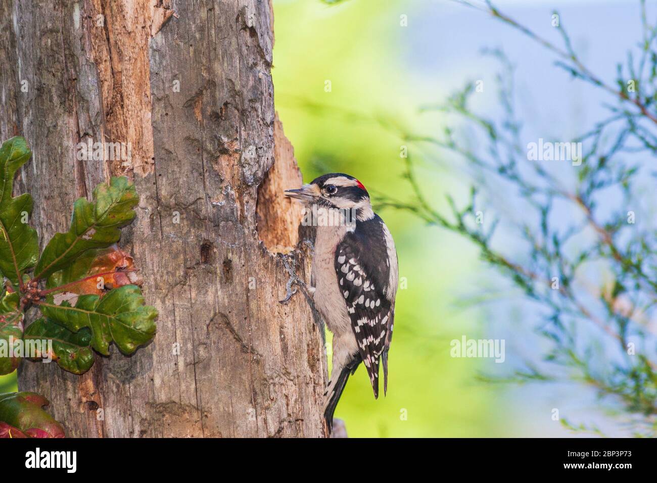 Downy Woodpecker, Picoides pubescens, in North Carolina in November