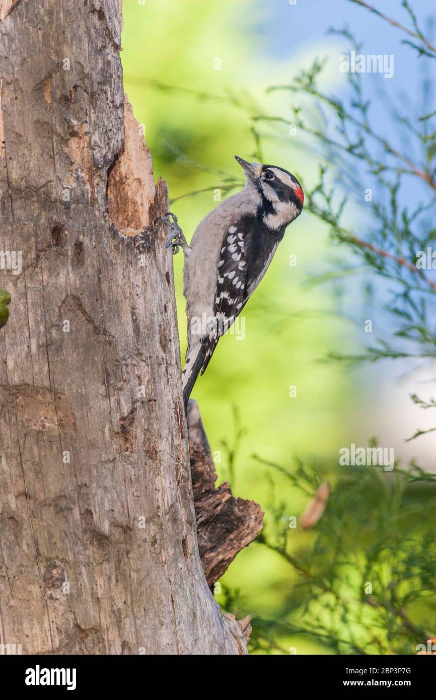 Downy Woodpecker, Picoides pubescens, in North Carolina in November