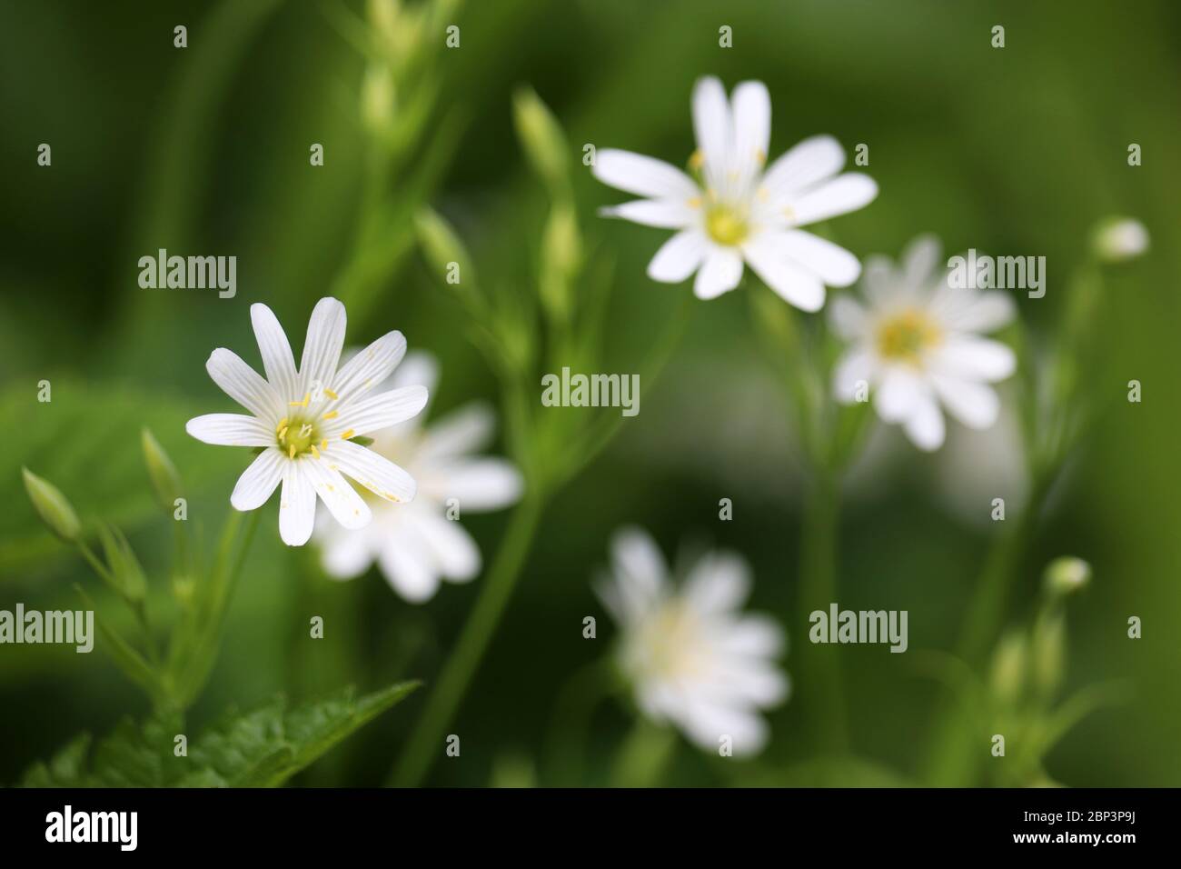 Spring flowers white background hi-res stock photography and images - Alamy