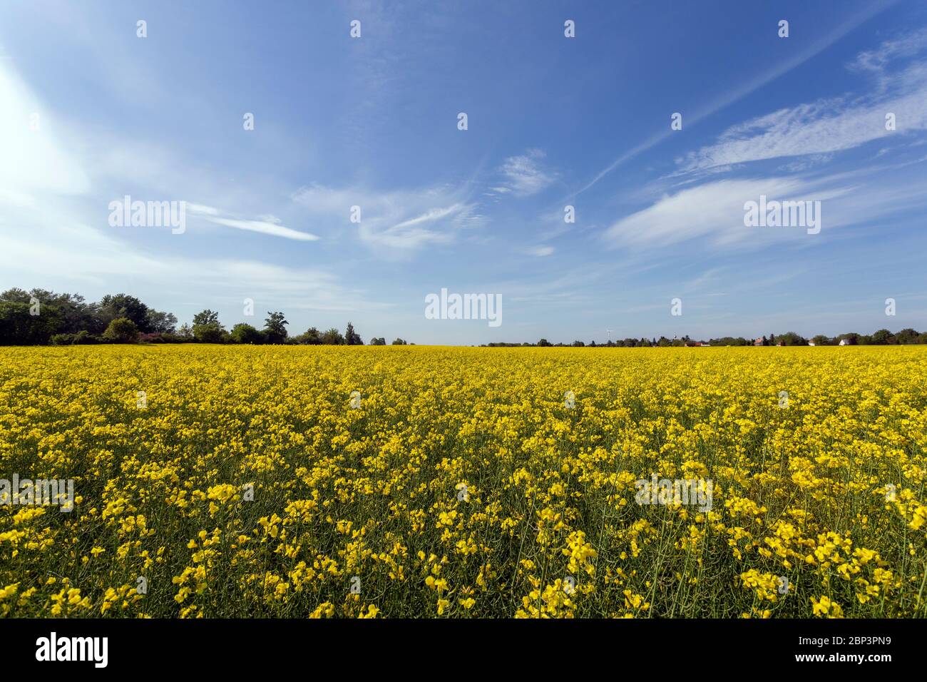 Rapeseed field on a sunny day in Hungary Stock Photo - Alamy