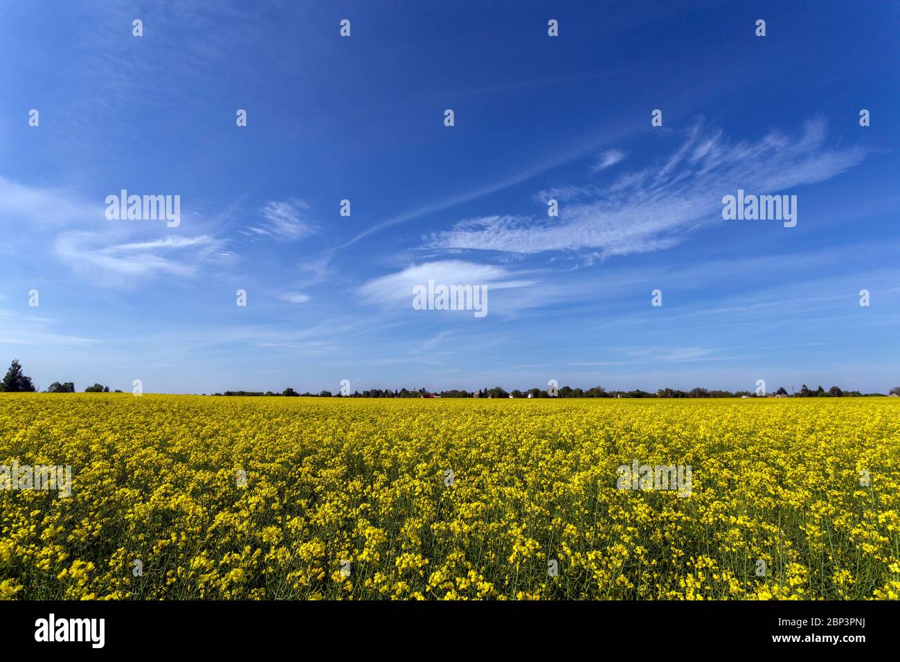 Rapeseed field on a sunny day in Hungary Stock Photo - Alamy