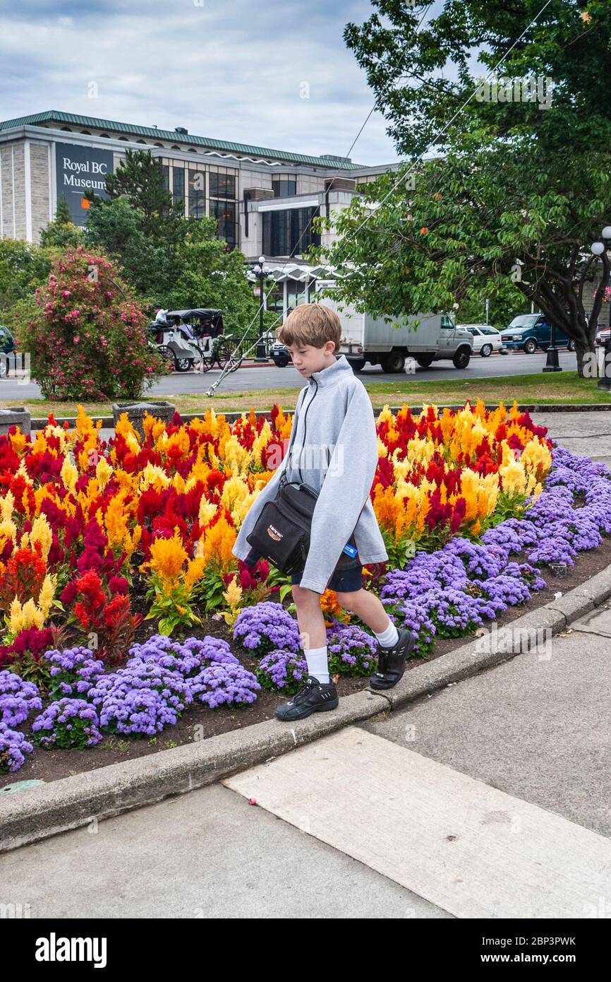 Young photographer walking by flowering Salvia in downtown Victoria, British Columbia, Canada, near the Provincial government buildings. Stock Photo