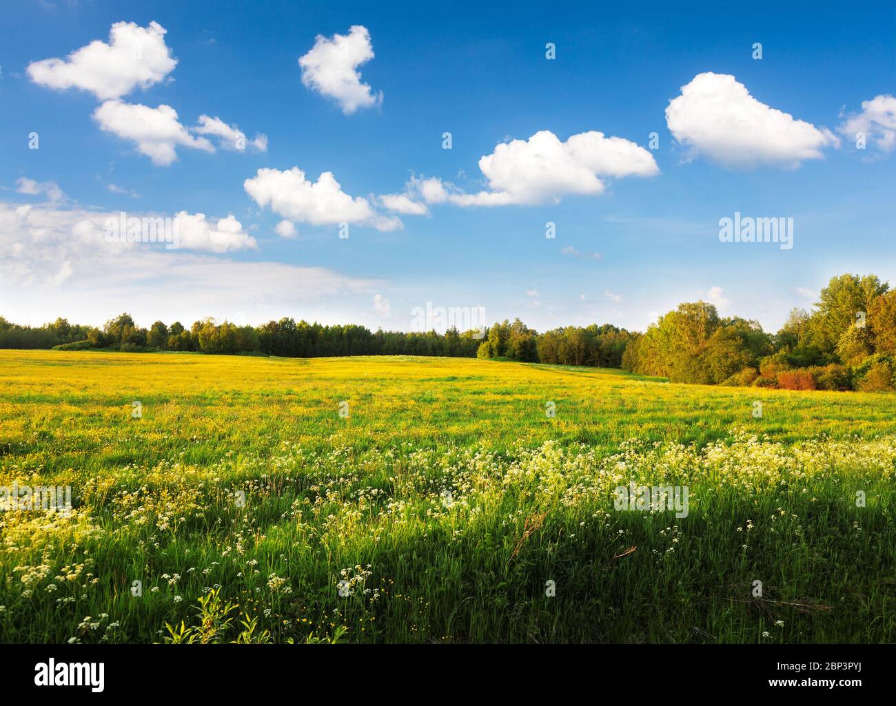 Summer landscape with flowers hi-res stock photography and images - Alamy