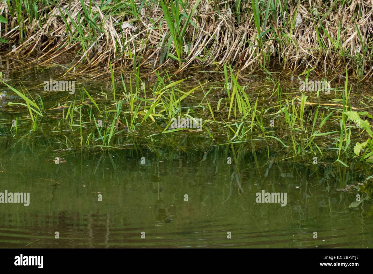 Schilf im teich hires stock photography and images Alamy