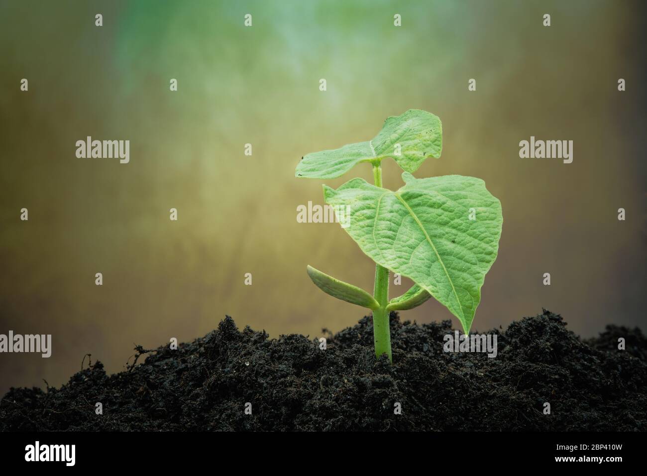 beanstalk germinating on the ground Stock Photo