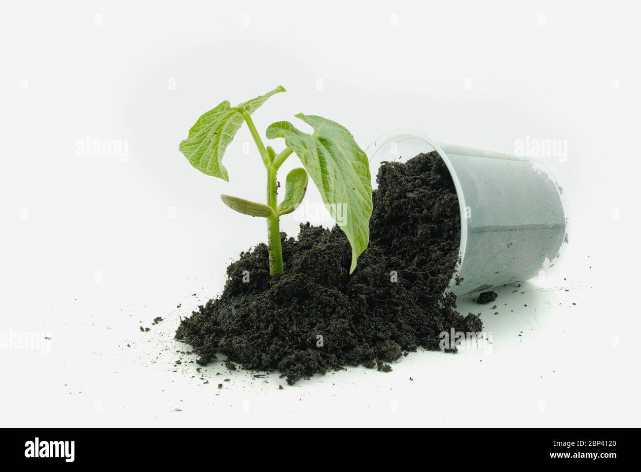 beanstalk germinating in white background Stock Photo