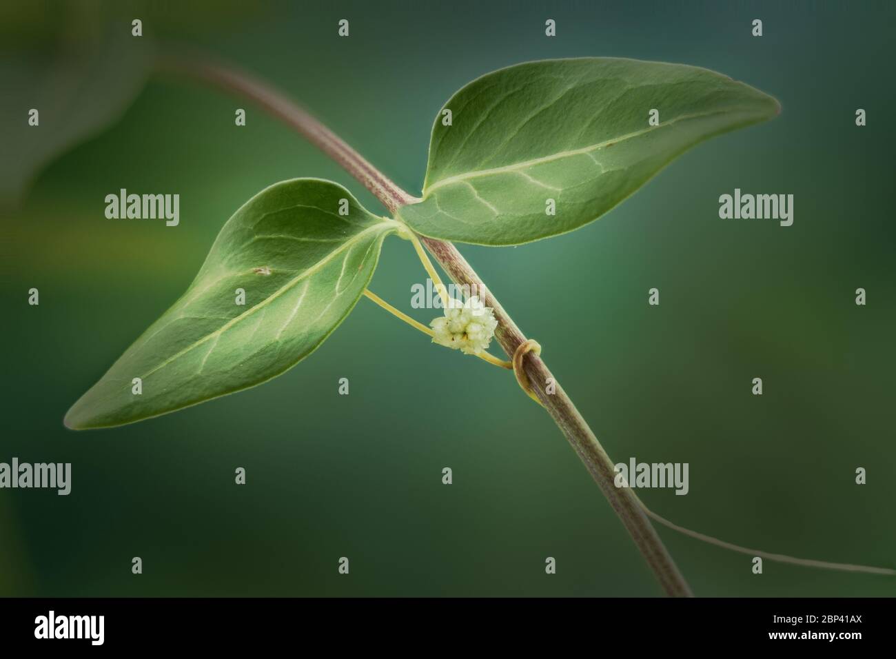 Creeper plant in the garden Stock Photo Alamy