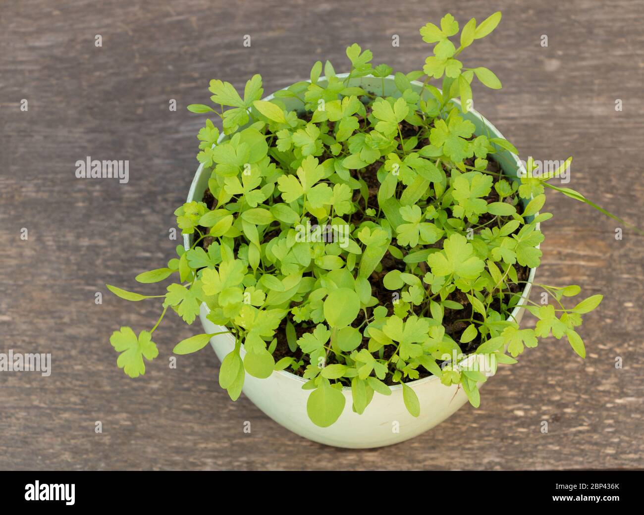 How to grow parsley in containers. Just germinated plants Stock Photo