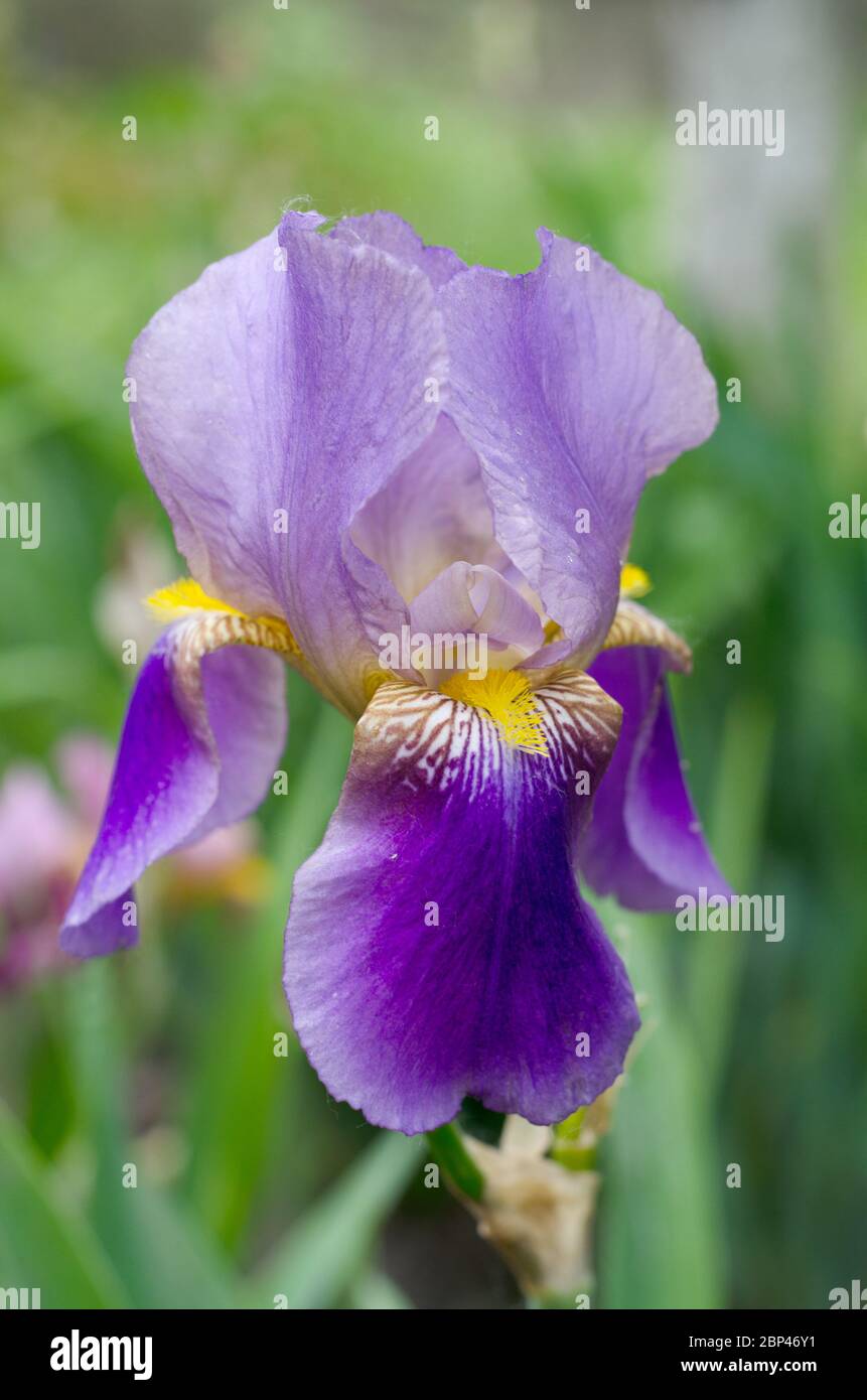 Beautiful violet Fleur De-lis flower, Iris blooming in the garden. Spring  season flowers Stock Photo - Alamy