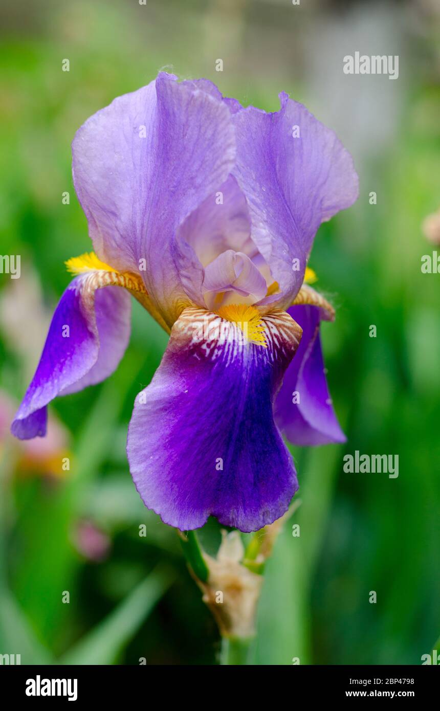 Beautiful violet Fleur De-lis flower, Iris blooming in the garden. Spring  season flowers Stock Photo - Alamy