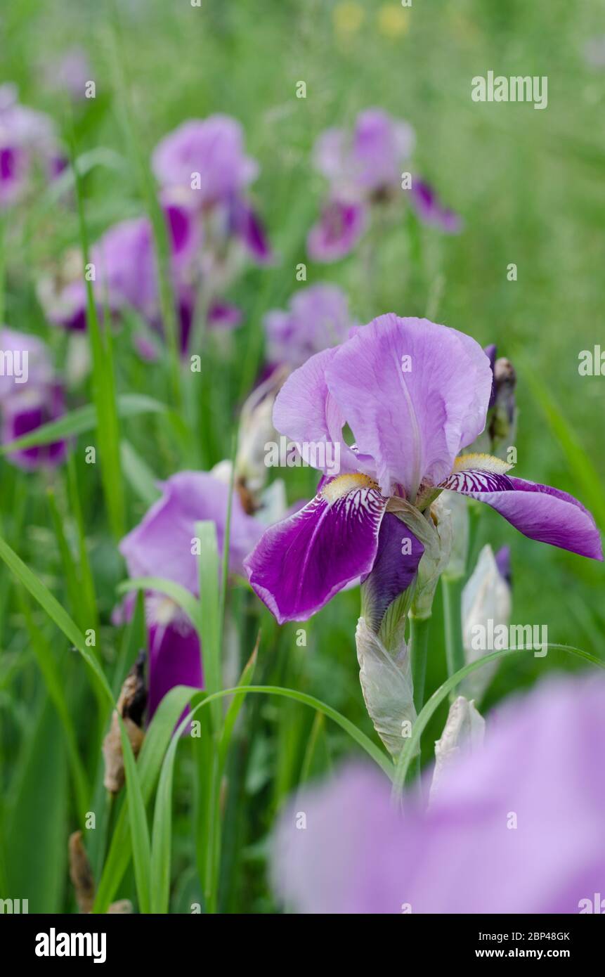 Beautiful violet Fleur Delis flower, Iris blooming in the garden