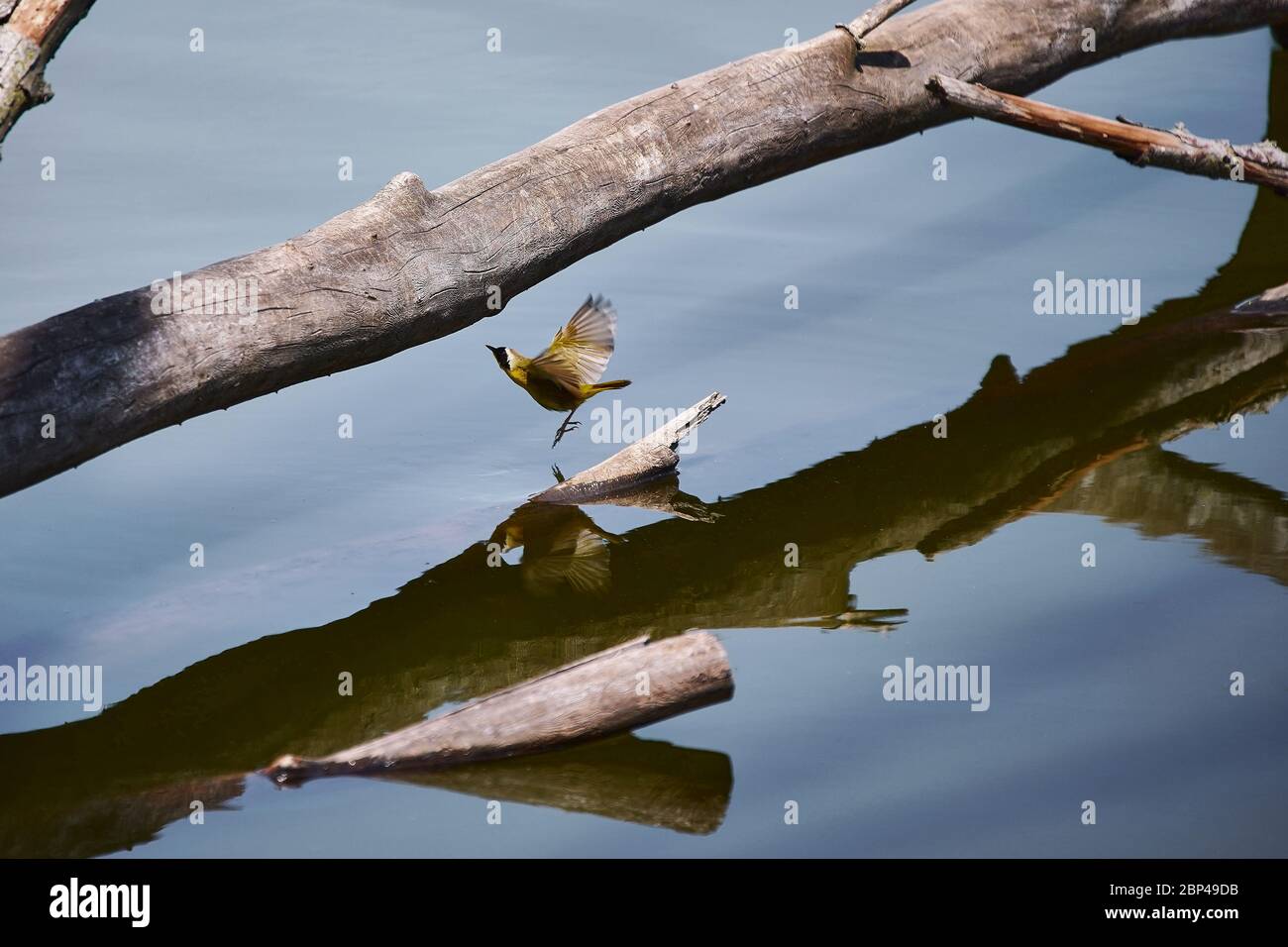 beautiful common yellowthroat Stock Photo