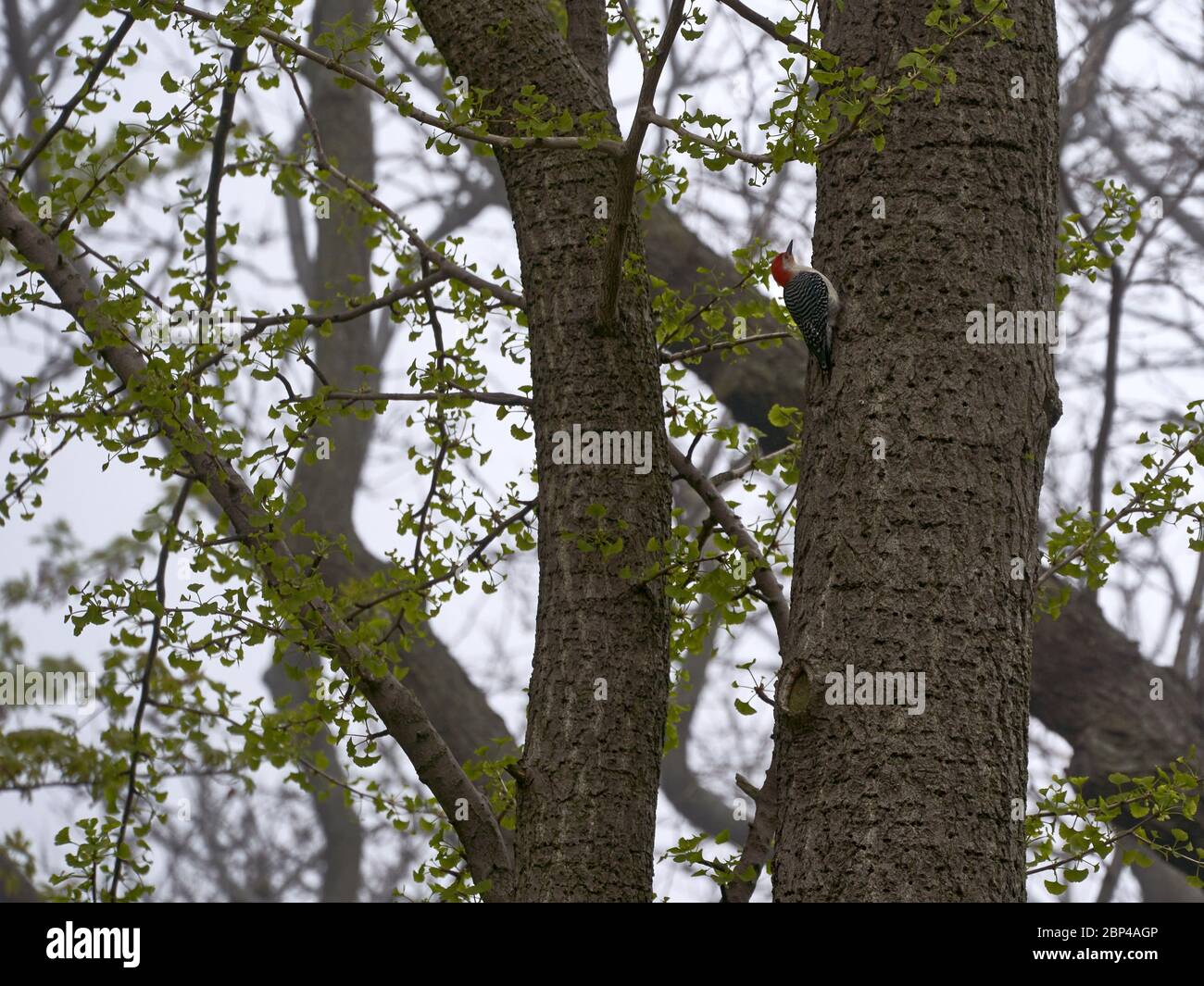 Adult male red- bellied woodpecker on tree trunk Stock Photo