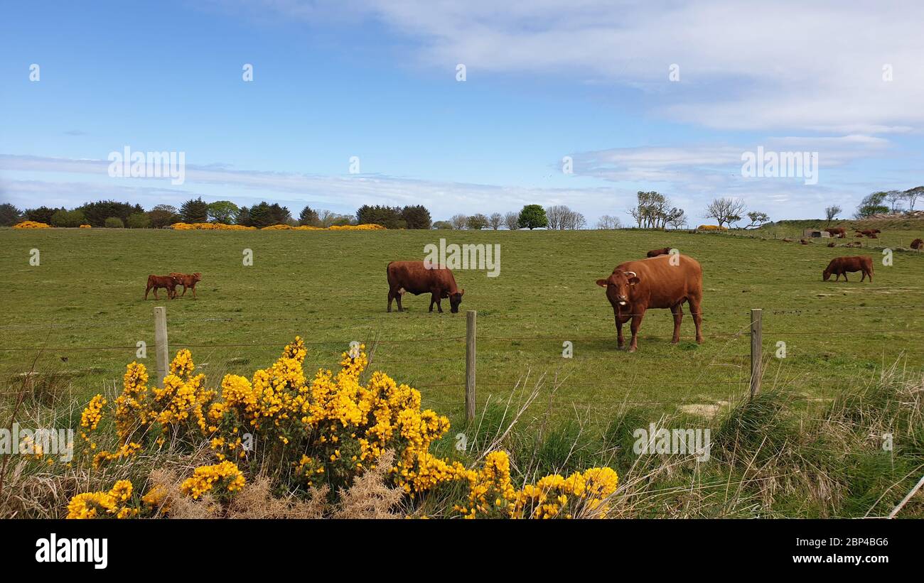 Field of brown cows Stock Photo - Alamy