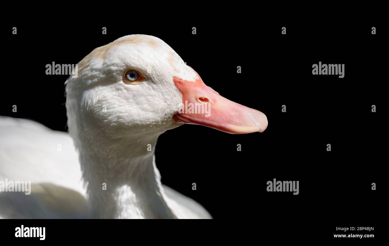 Close-up view of an Allier white duck's head with a nice pinkish beak isolated on a black background. Stock Photo