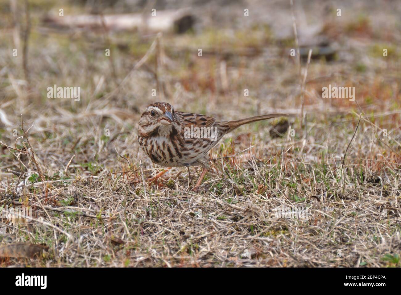 Song sparrow, Melospiza melodia, forages on the ground looking for food. Stock Photo